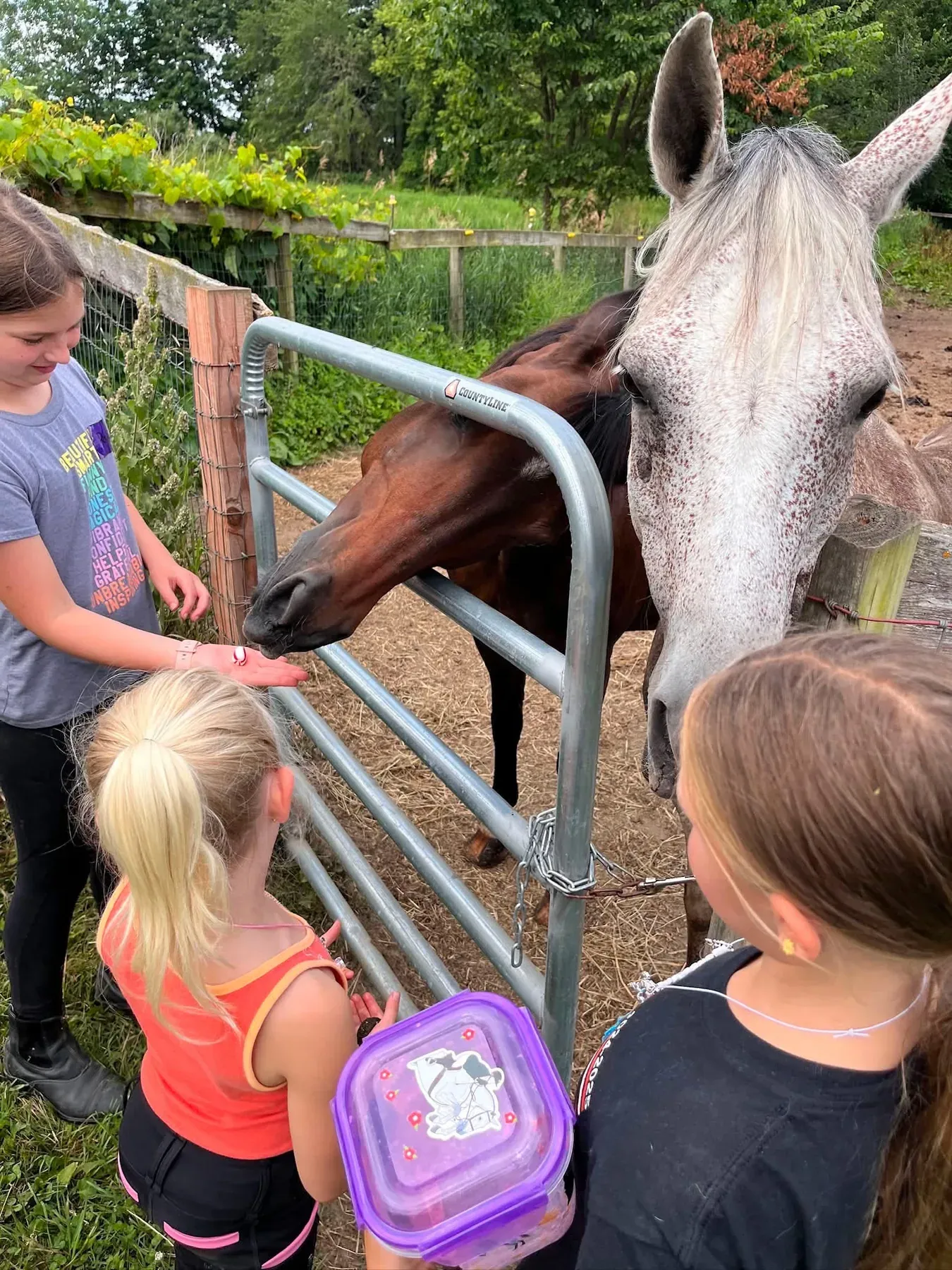Young campers visiting with horses at a pasture gate at MSB Riding Academy