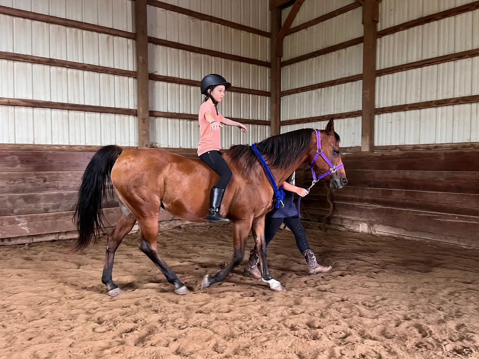Emerald, Arabian mare used for beginner riding lessons at MSB Riding Academy in Howell, Michigan
